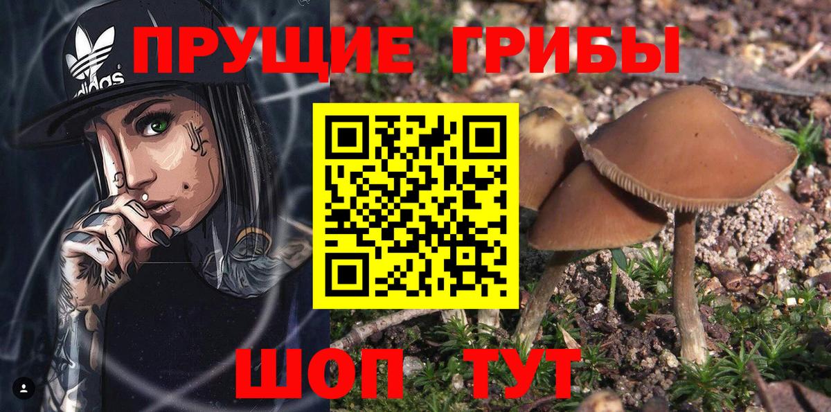 где купить наркоту  Псилоцибиновые грибы ЛСД  Вход с VPN  Галлюциногенные грибы Psilocybe  Баксан 
